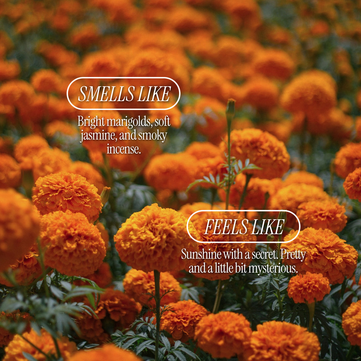Marigold Haze